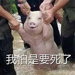 台风中被救出的猪表情包