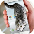 猫咪桌宠 v1.1 安卓版