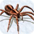 拍蜘蛛模拟器 v1.0 安卓版
