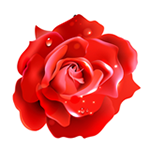 红玫瑰直播 V1.0.1 免费版